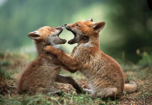 Foxes playing